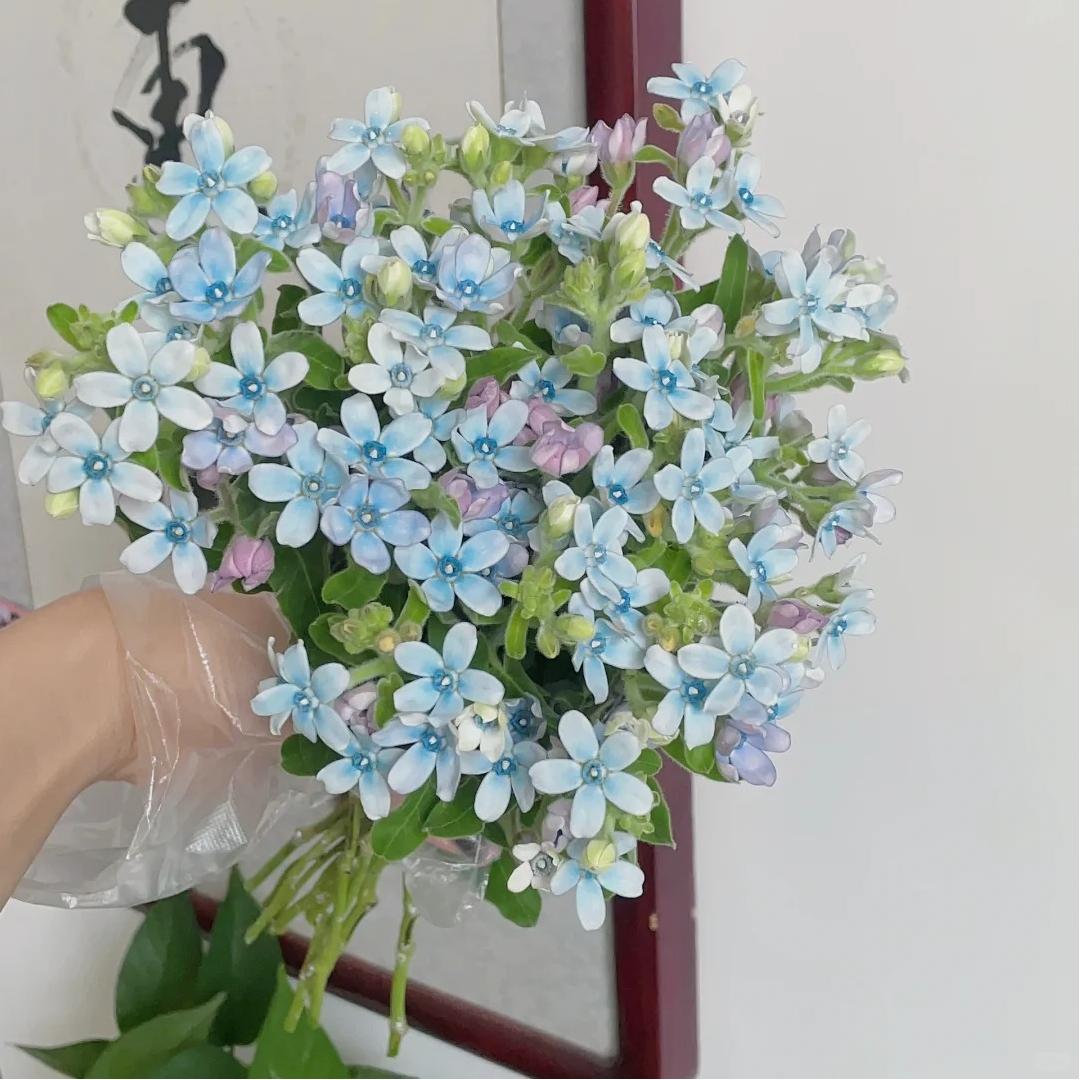 【蓝星花】云南直发玫瑰鲜花两单京东冷链包邮