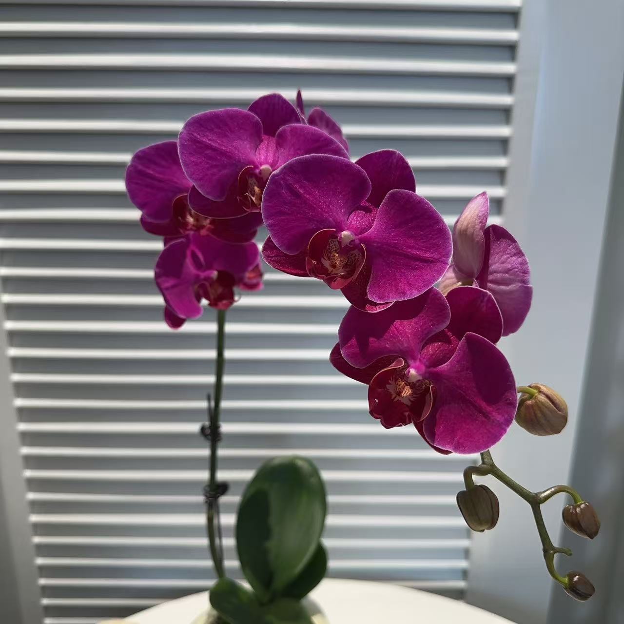 成功优选【红豆杉】蝴蝶兰精致组盆花卉盆栽四季植物