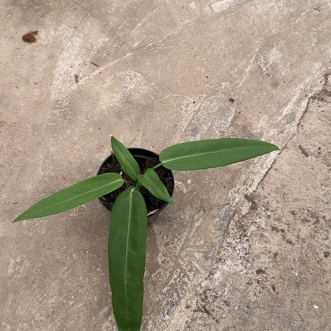 两****完全开放银脉丝绸领带R92