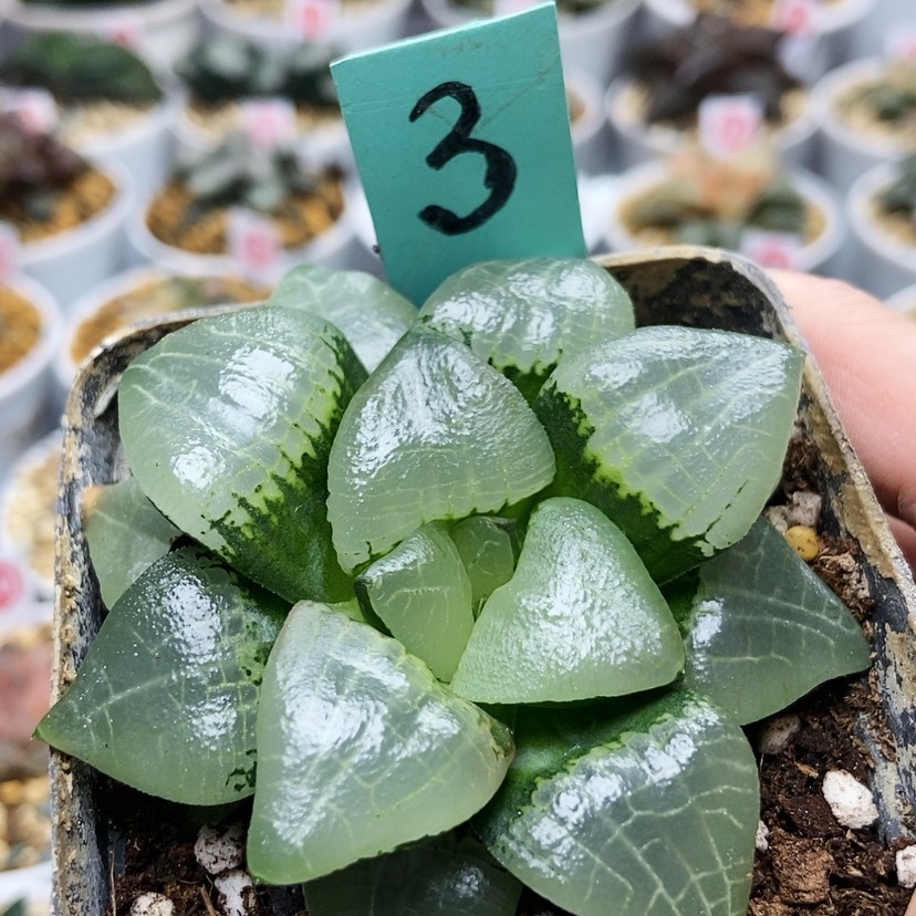 【闪购商品】孤****炎3糯阿