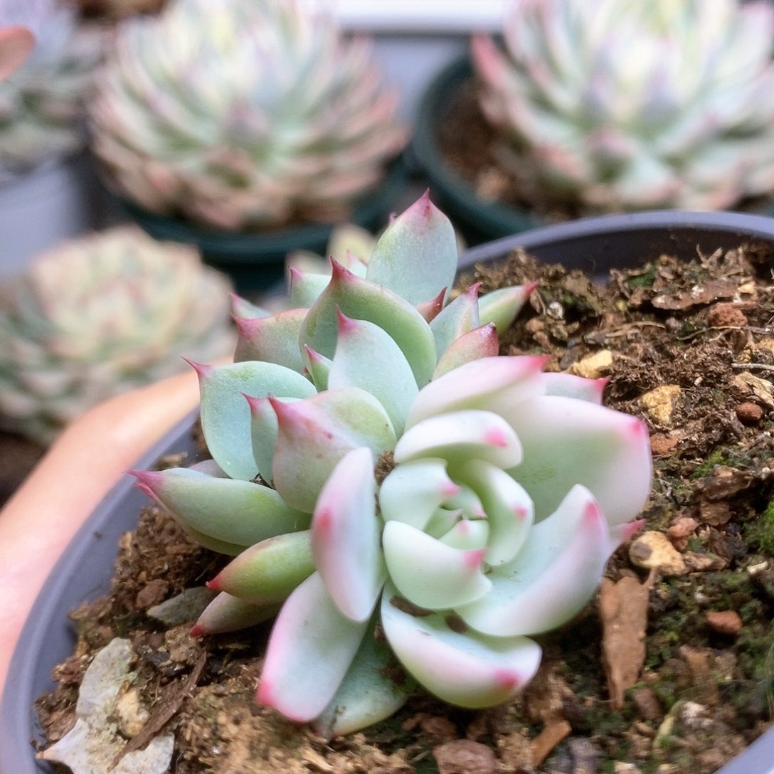 048覆轮锦锦锦锦锦锦