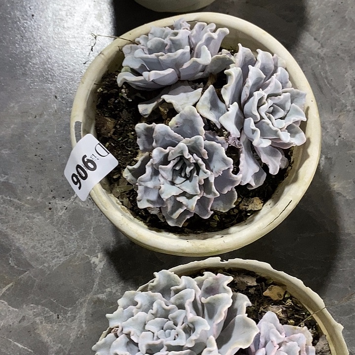 小***珑906白饺子皮多肉植物