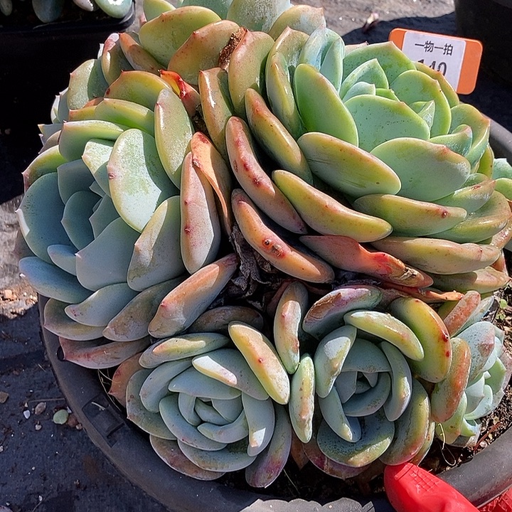 140 一物一拍不退不换