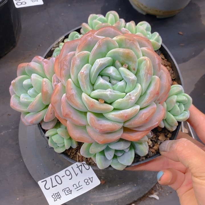 夏悦多肉0416-72冰玉