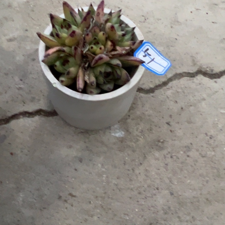 西***心一物一拍乌木多肉51