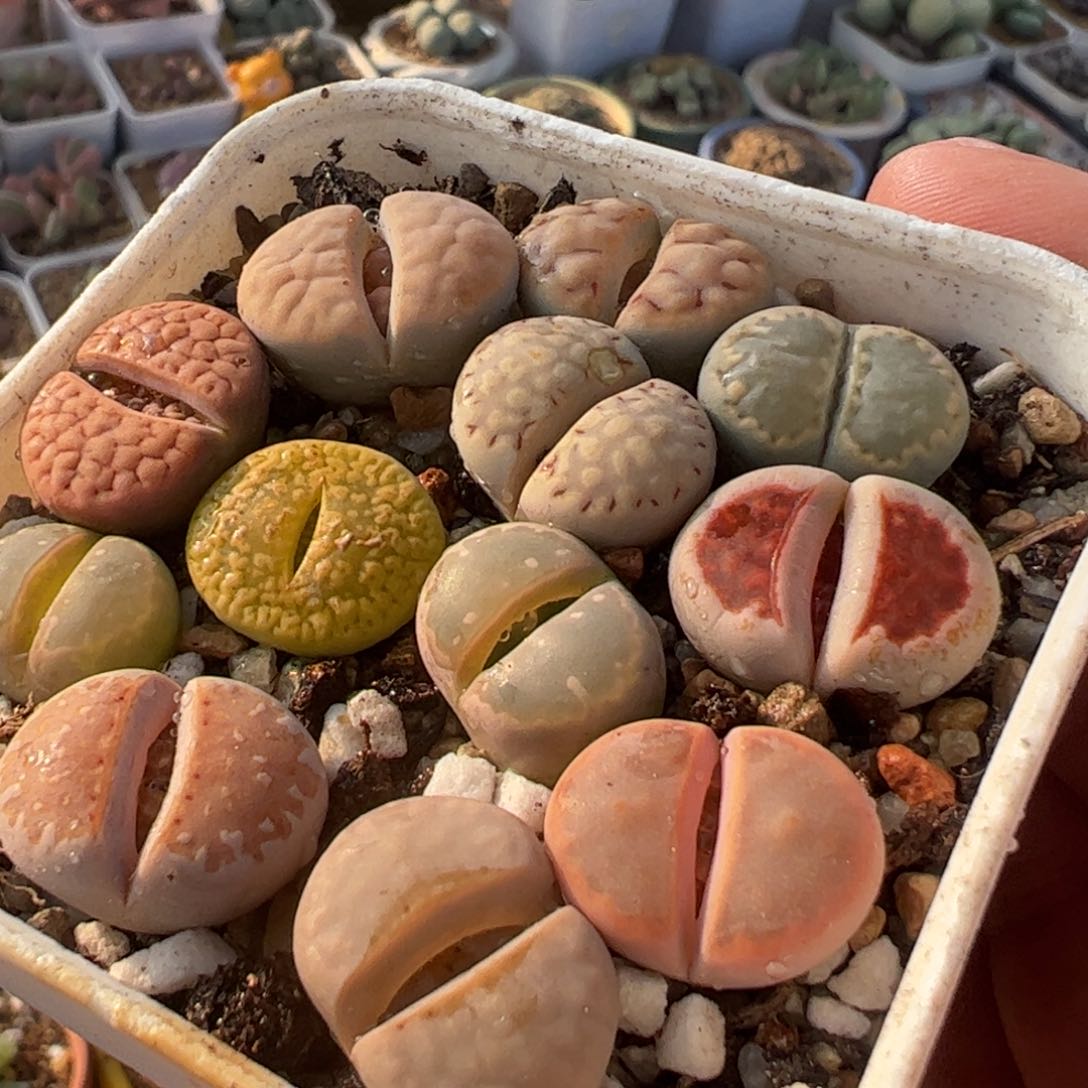 多肉植物百科654