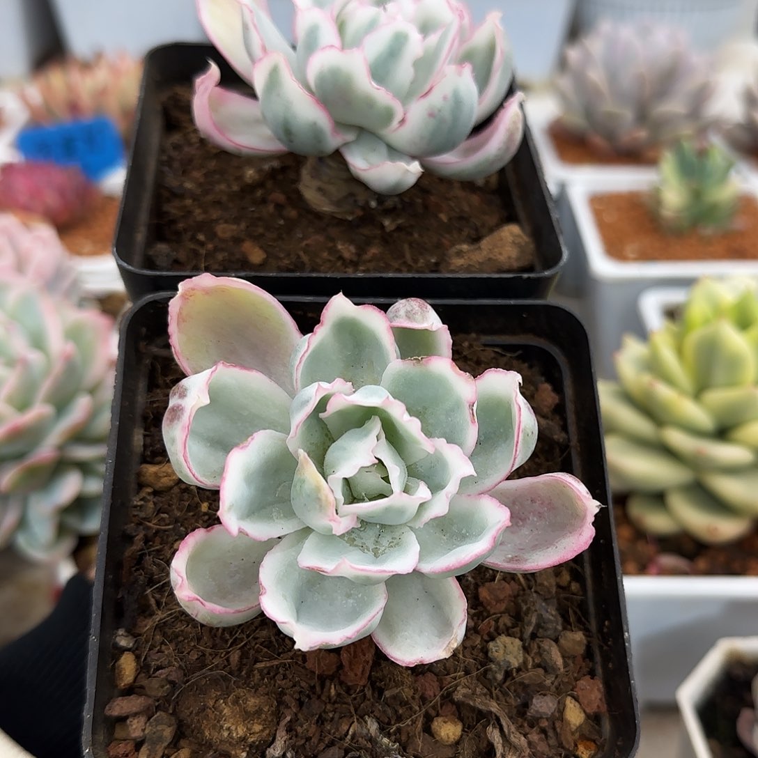 两颗伯克利锦多肉植物