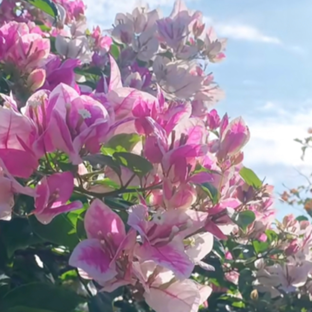 【漳红樱】三角梅四季开花适合阳台庭院种植