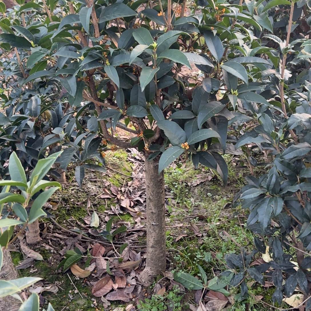 一***蓝无花朵桂花。四季桂系列