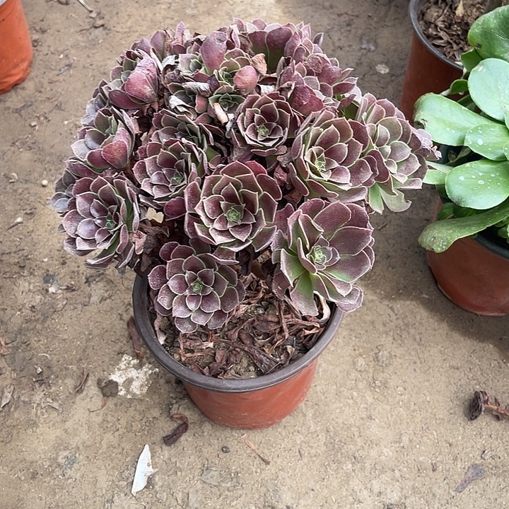 荷兰玫瑰玫瑰玫瑰
