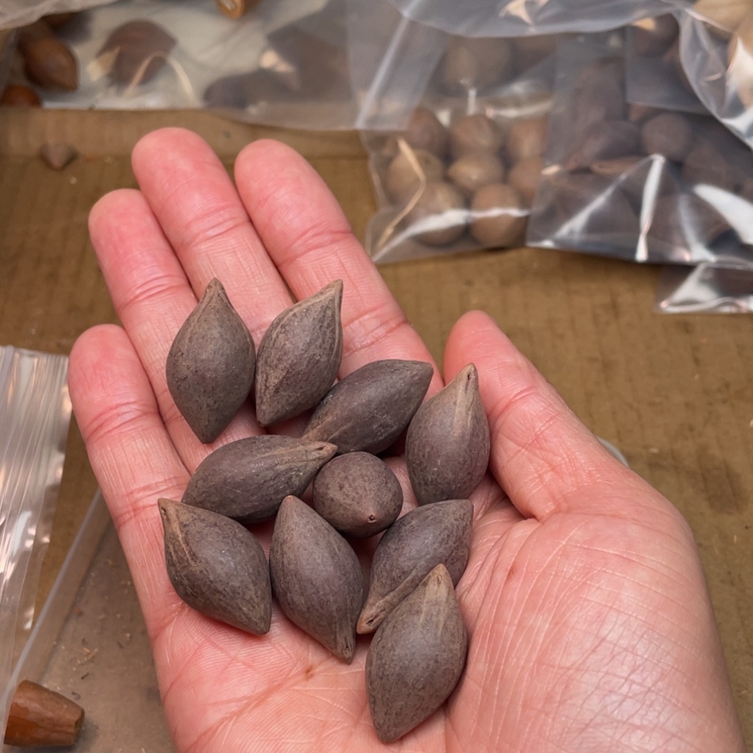 小***北橄榄核手串/手链1