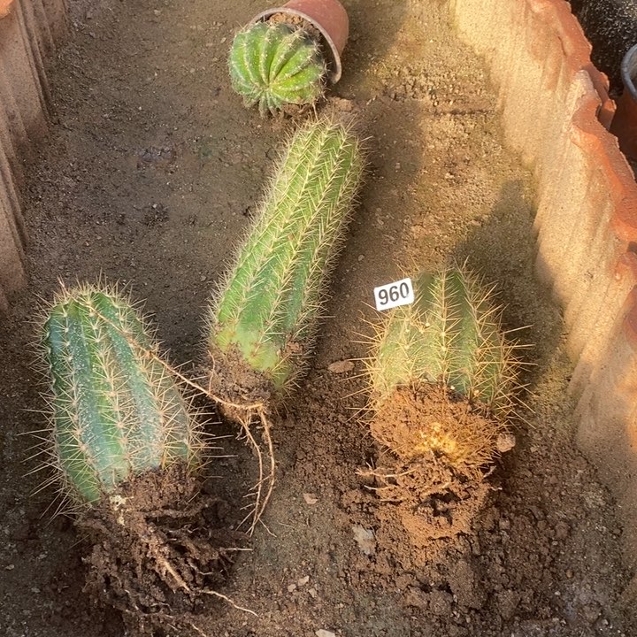 洛***羽毛花柱歪歪960包邮