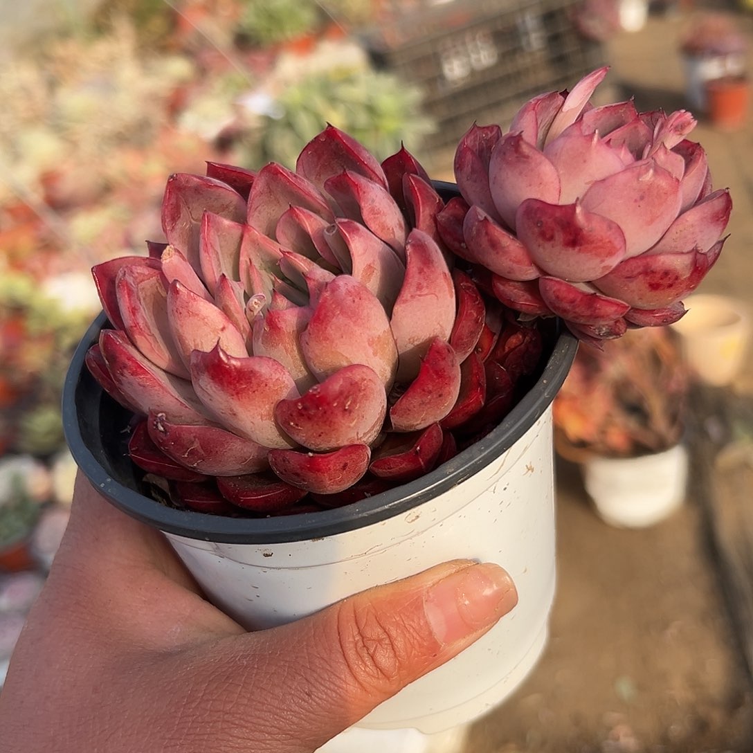 多肉植物多肉植物