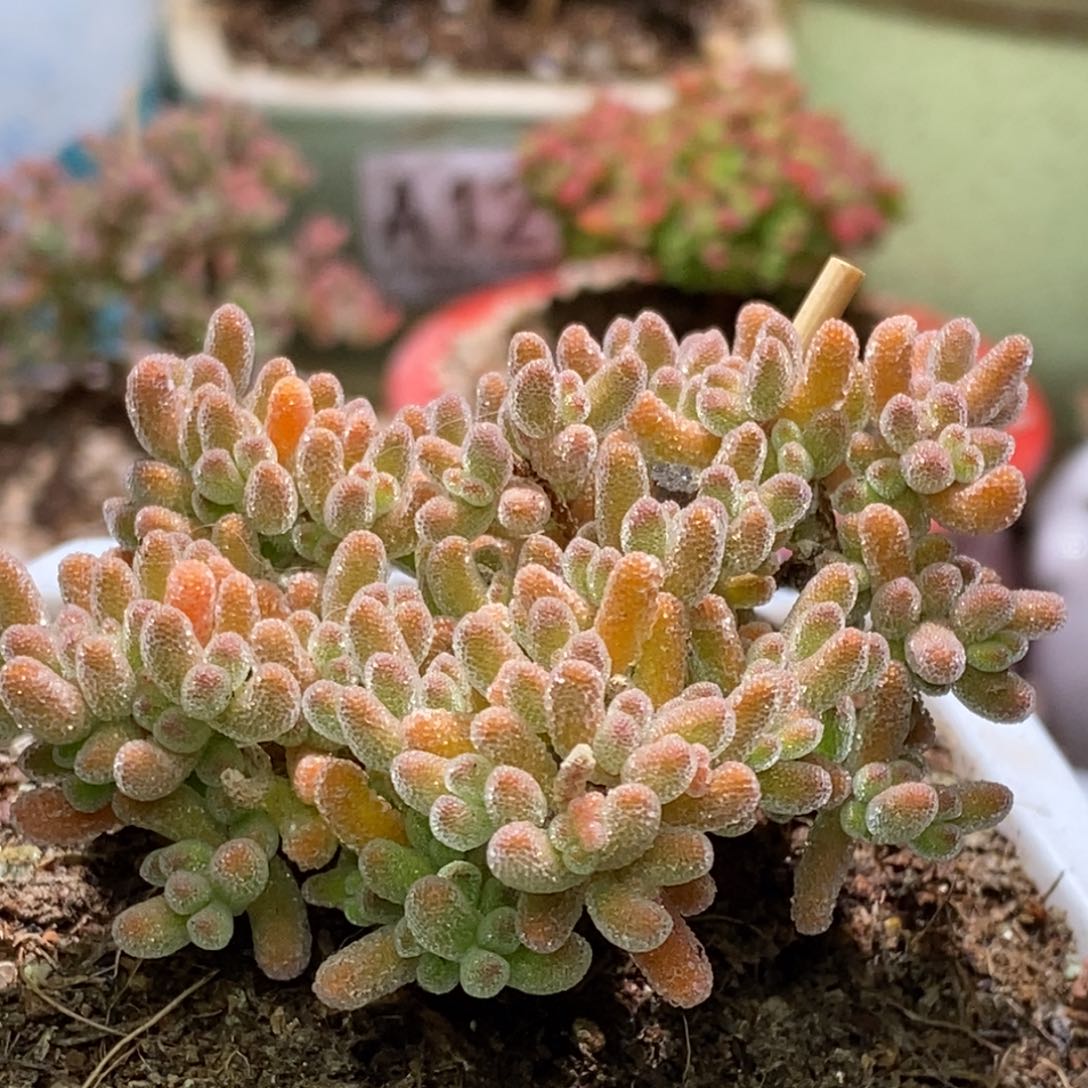 冰晶杂枝干番杏067