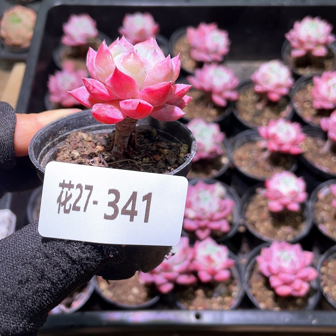 花利美27-341豆蔻