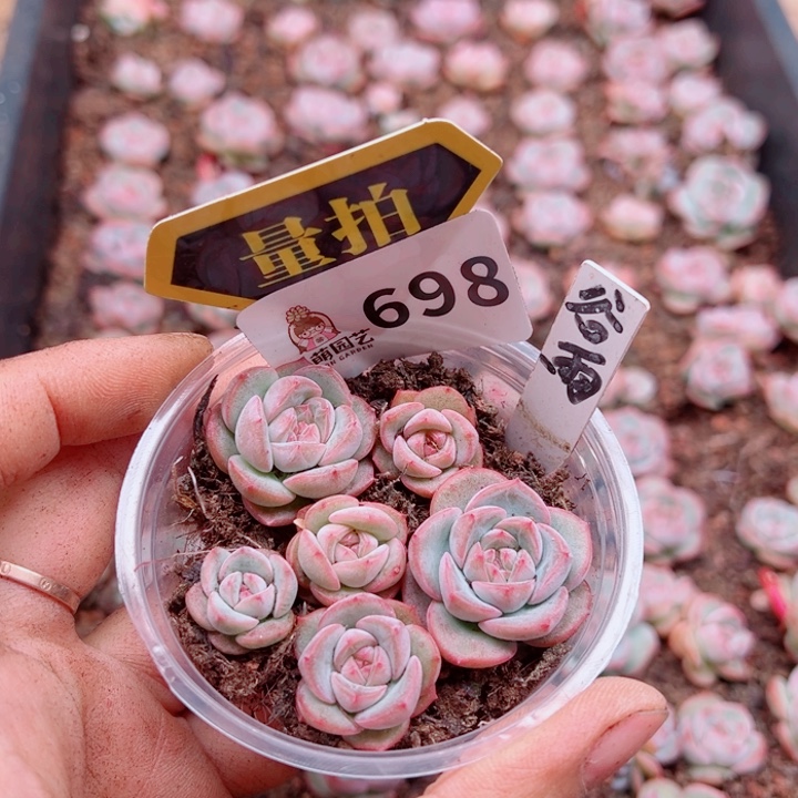 多肉植物多肉植物