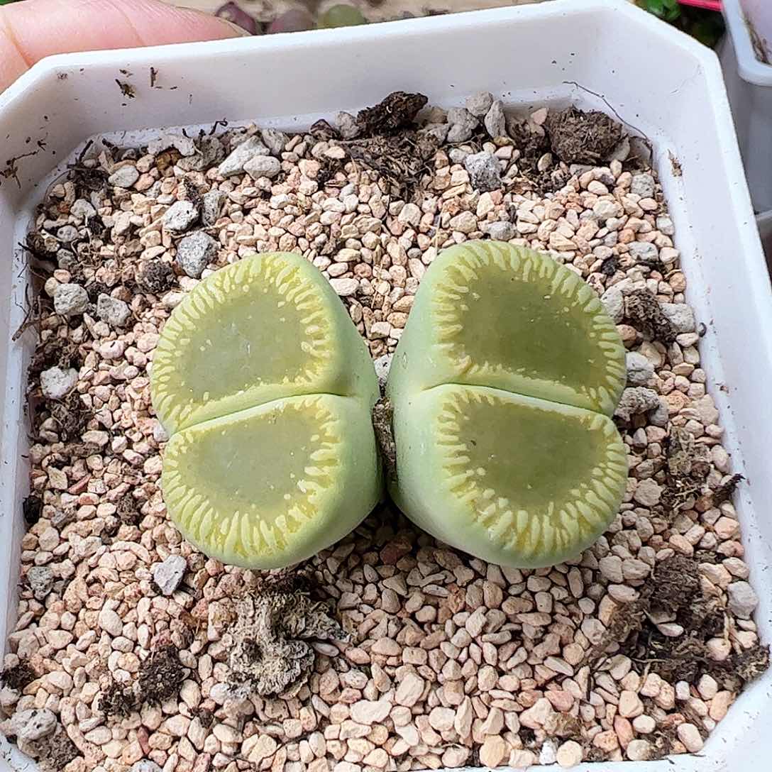 绿光阳母本可带盆发……………………