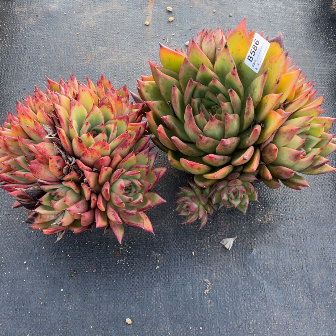 用***3无花朵若如东云单拍B586