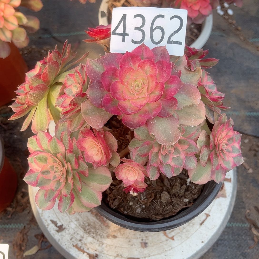 4362万白多肉植物