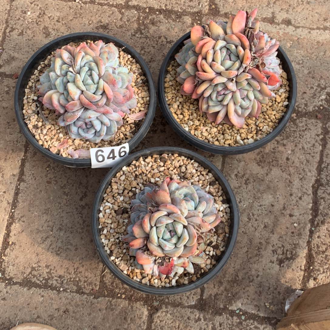 三*646星影多肉植物组合