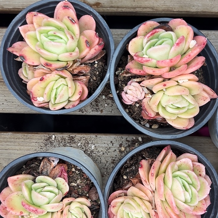 团062号。   冰玫瑰锦。  