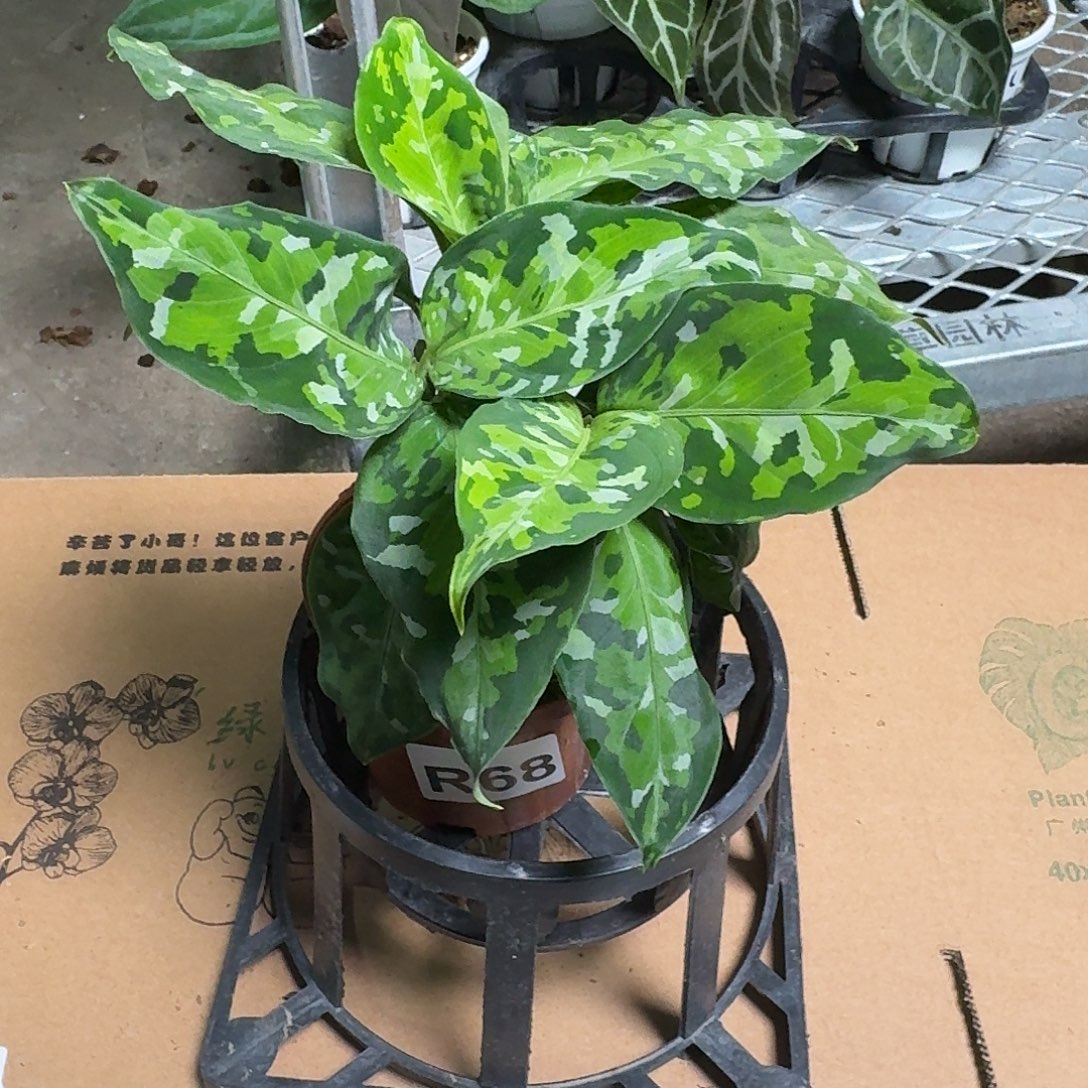 婉***～完全开放R68迷彩粗勒草