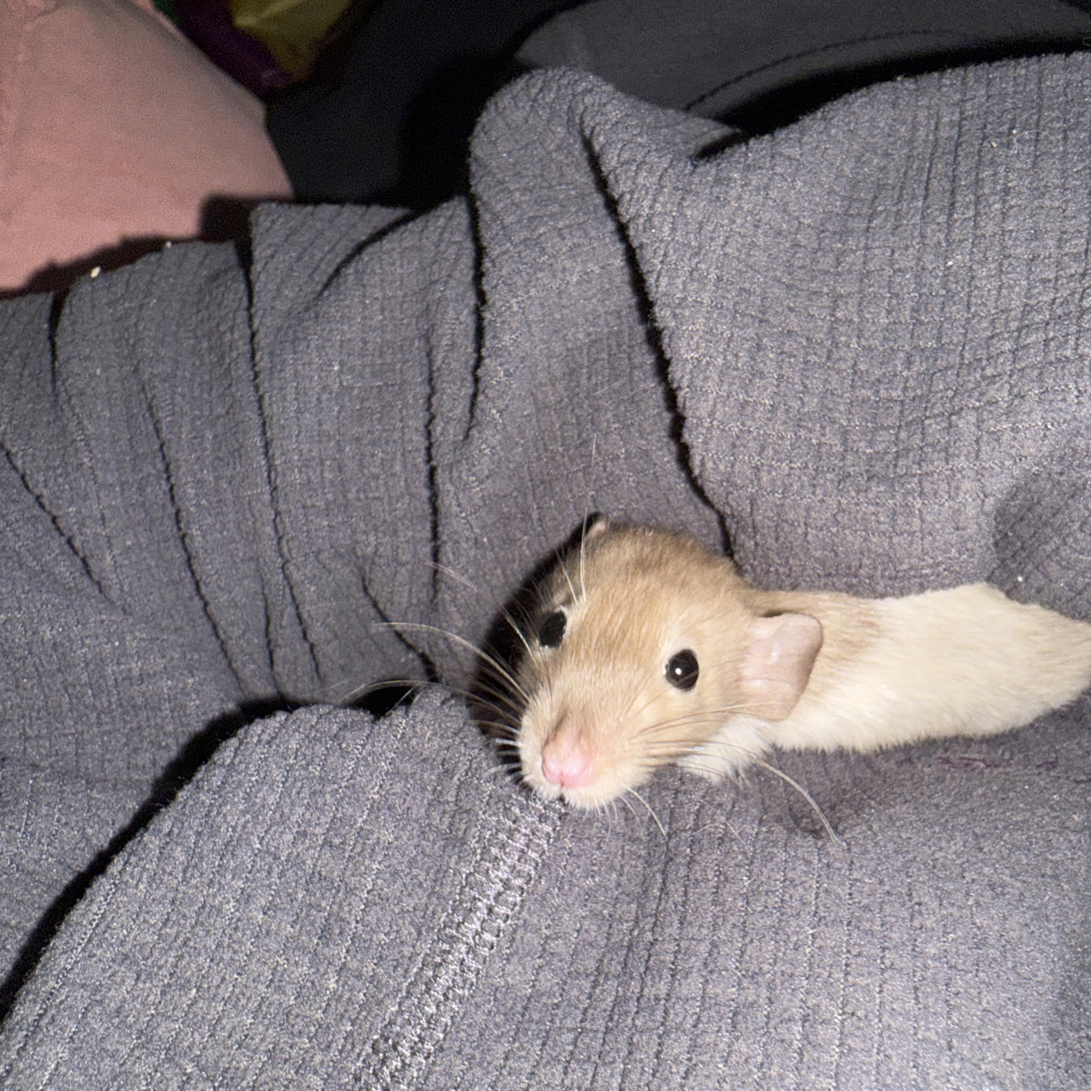 花枝鼠活体宠物一鼠一拍（勿拍此链接）