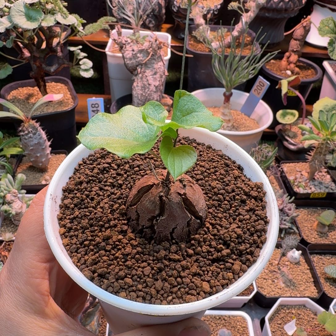 龟甲龙285 仙人掌