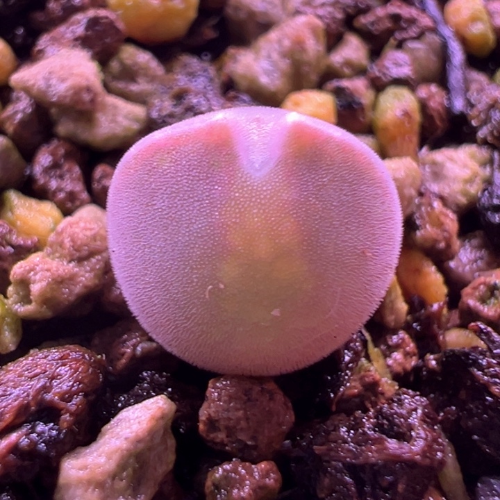 哼***╭805。 青蛙种源优选粉妖姬大眼空蝉。 