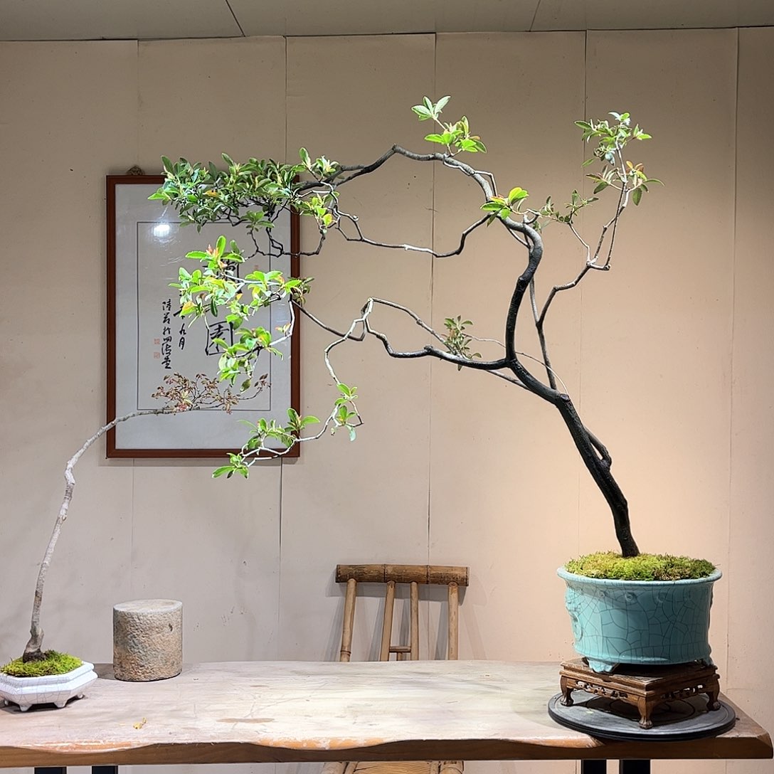 盆景解*师海岛春花