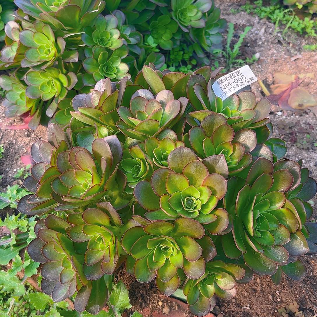 魅金绣球多肉植物一号68