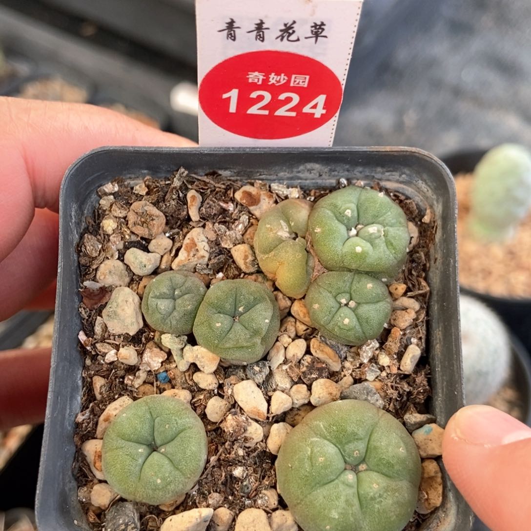 海鲜一盒打包36885