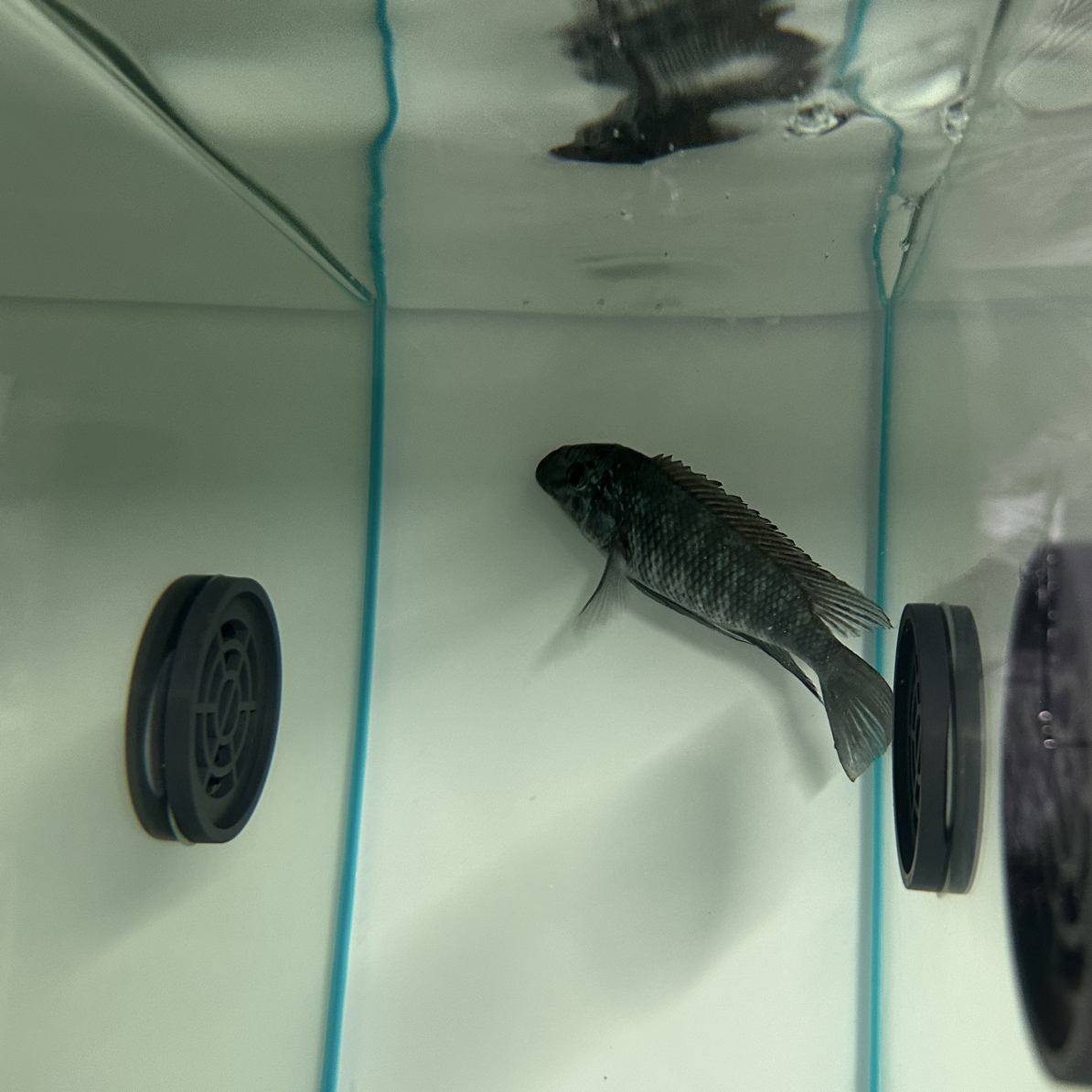 三湖慈鲷野生龙果拉颗粒稳定开口哦尺寸15到21米