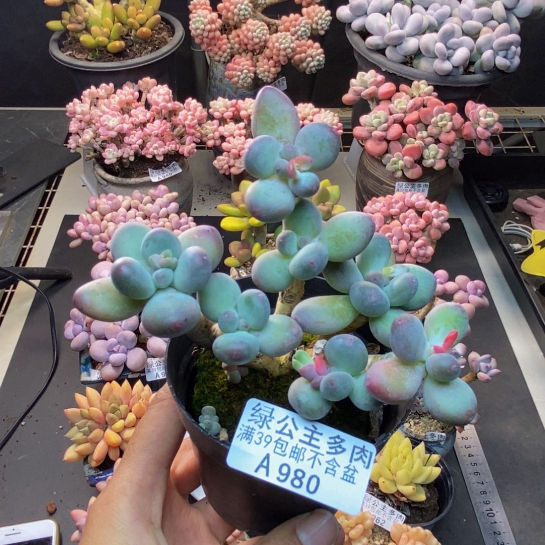 980苹果奶一代多肉8c m