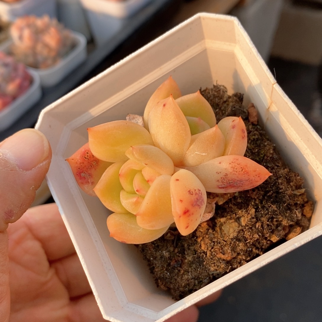 精品多肉一物一拍不包整161