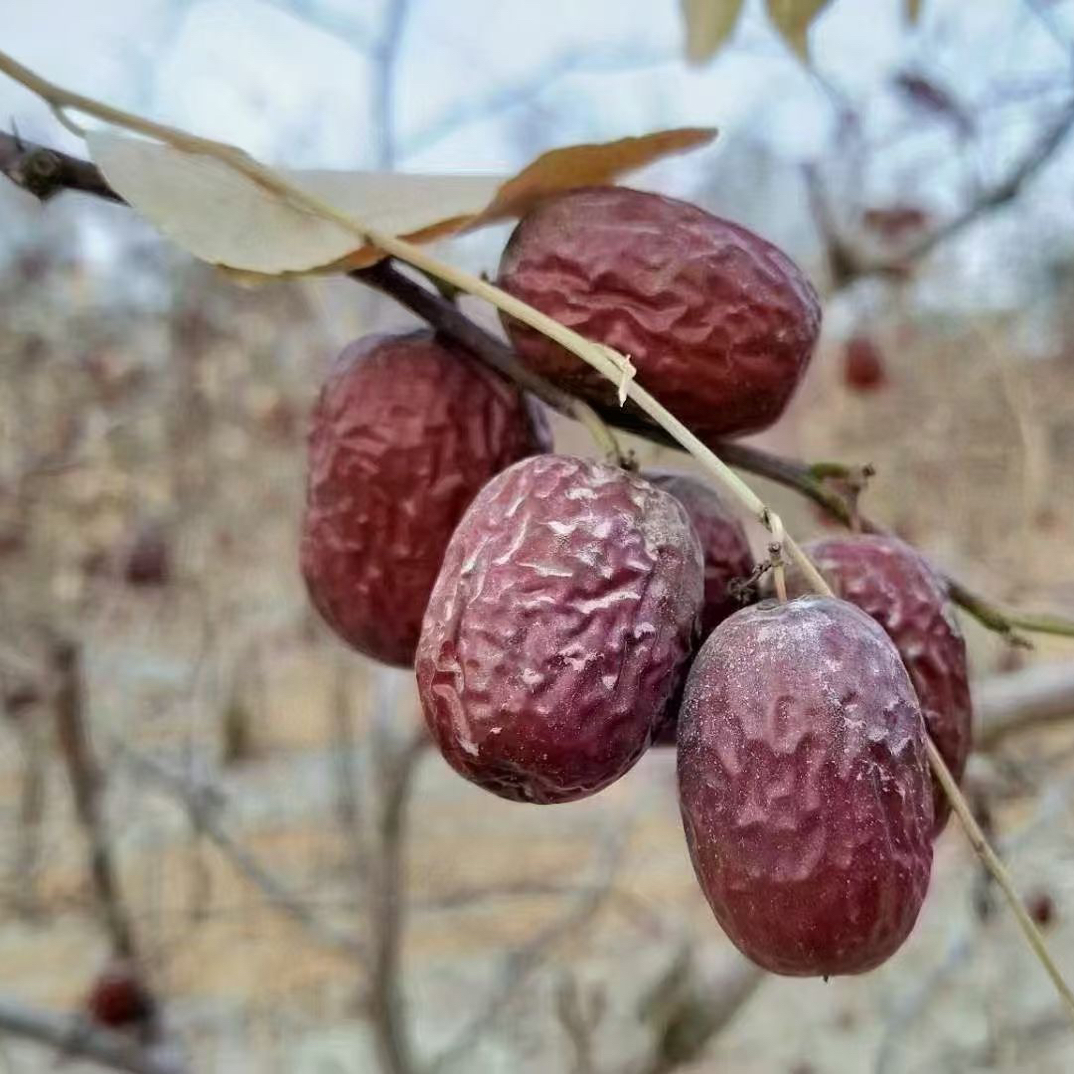 新疆自然吊干灰枣 枣王 2斤/5斤包邮