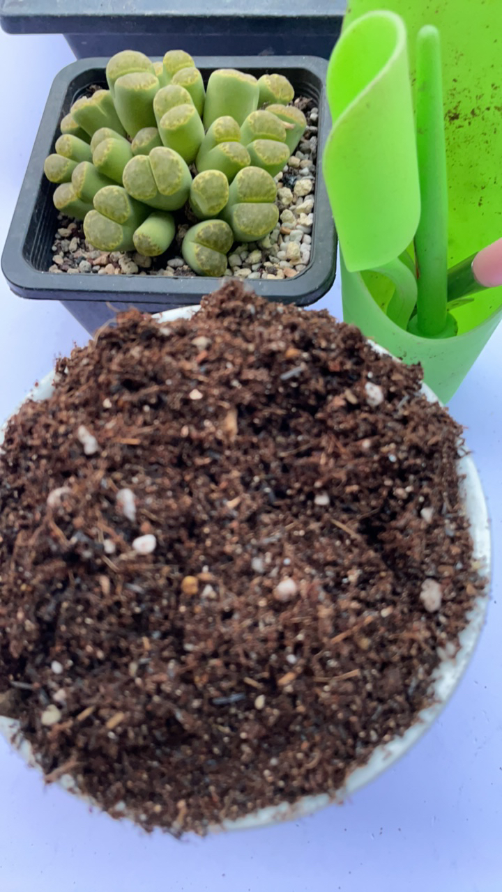 生石花肉锥专用泥碳土