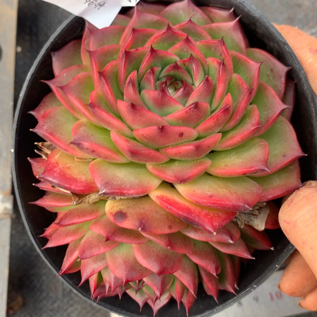 3306杂交精品基地11厘米