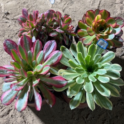 355多肉植物组合