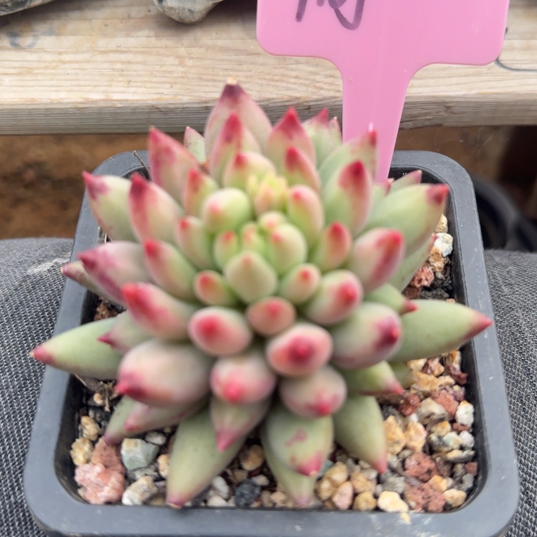 虞美人单头五十包邮