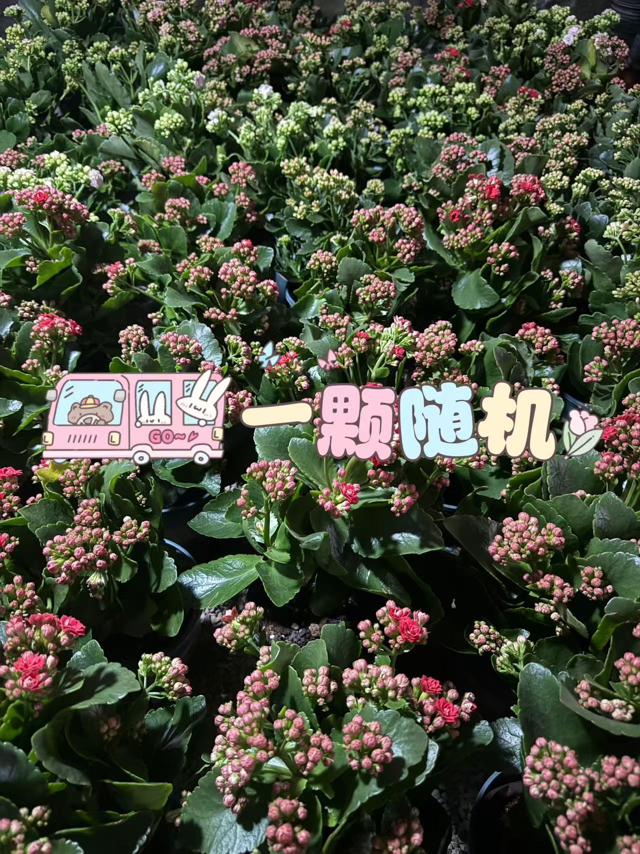 （飞锦精品长寿花一颗!)