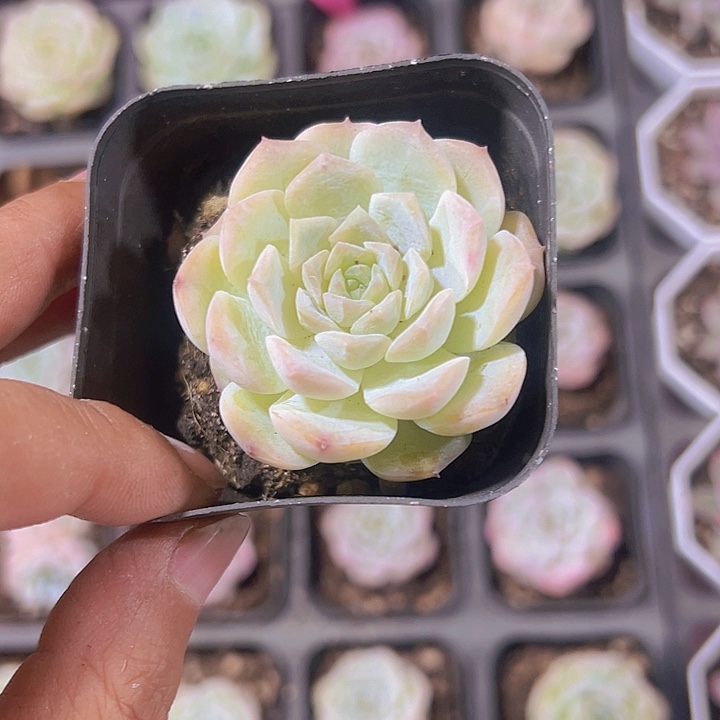 冰魄雪颜精品多肉植物大战