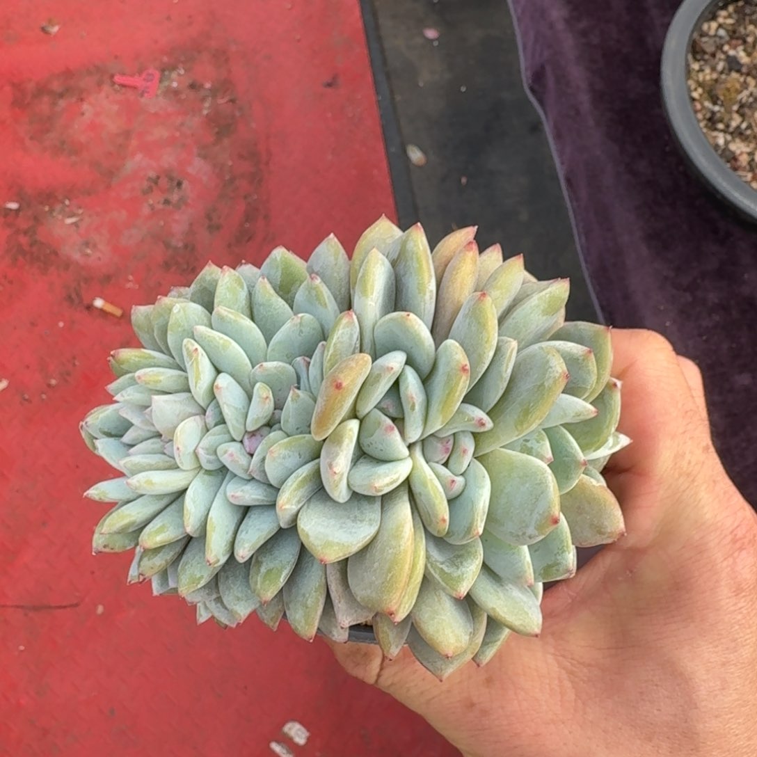 11厘米的尺寸一物一拍的