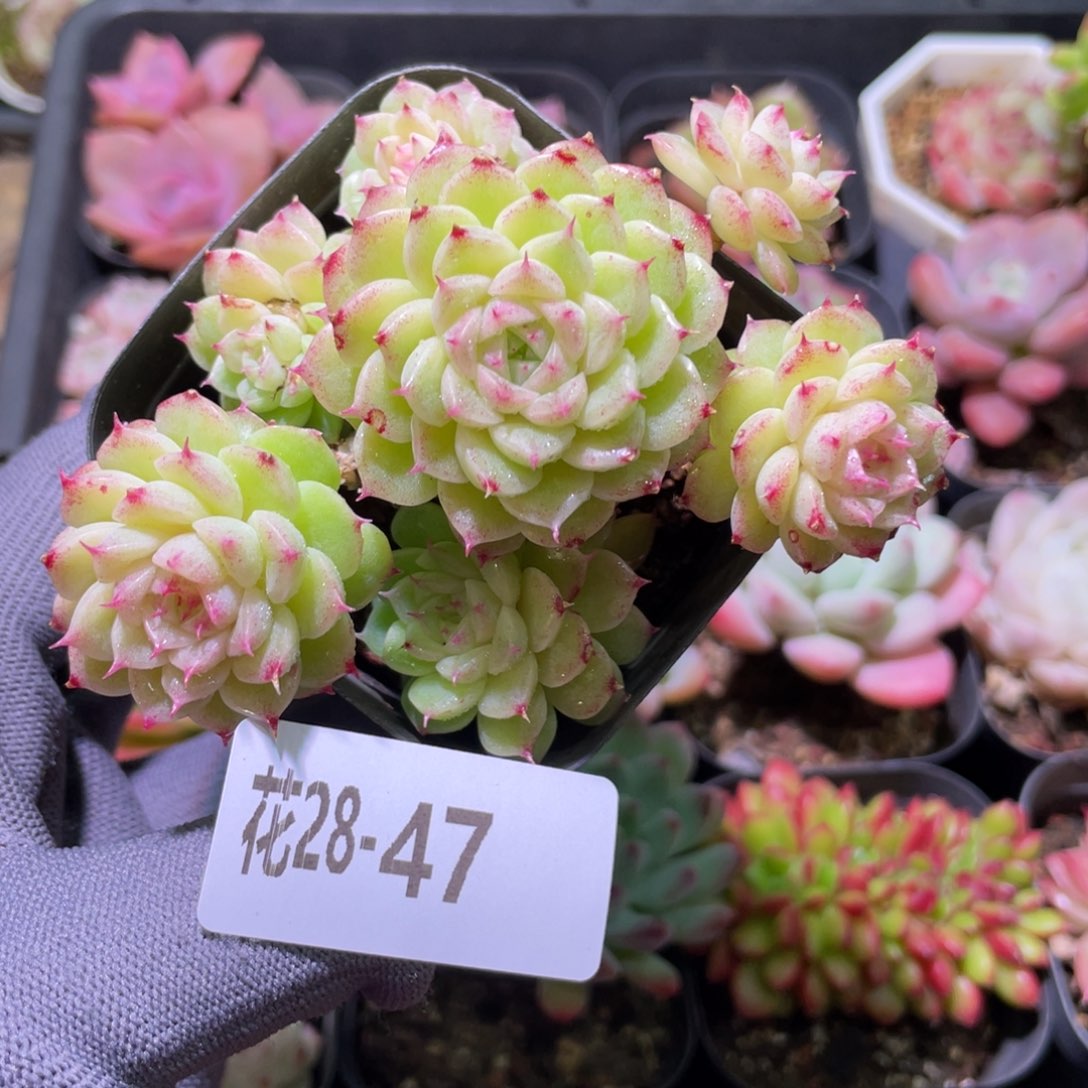 花利美28-47麦秆群