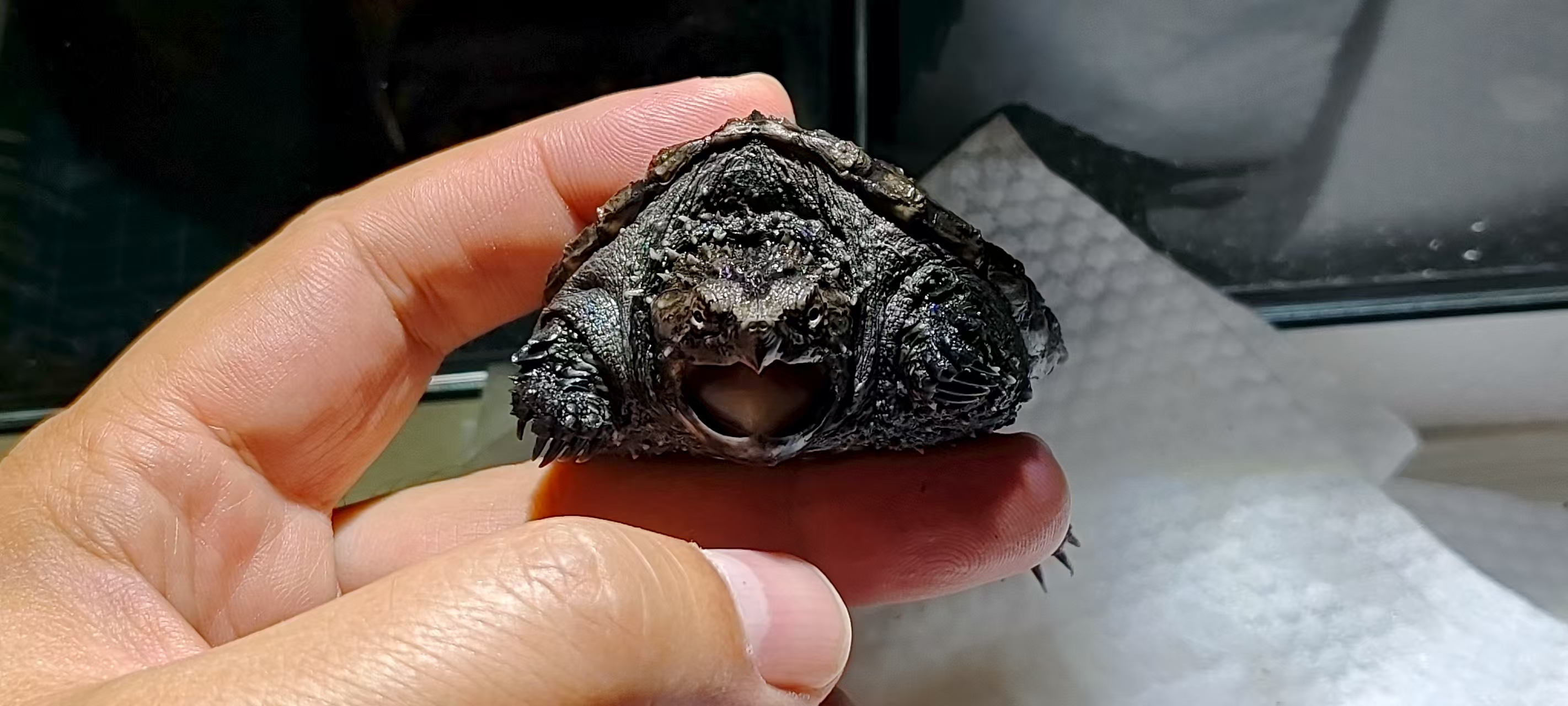 纯种佛鳄小龟苗活体宠物龟可家养观赏