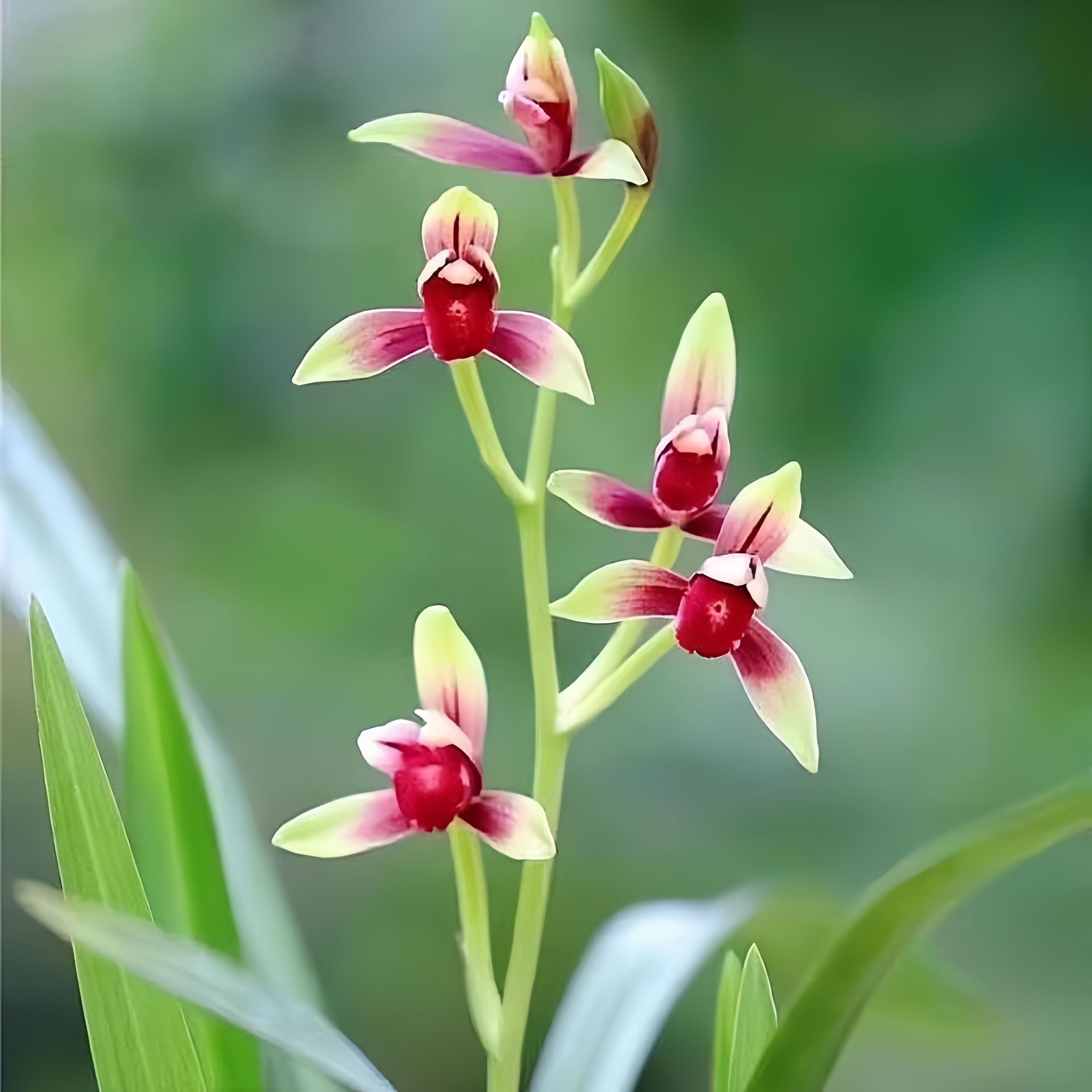 【国魂】建兰四季兰 6-11月份的花期，旭槿高端铭品湖北恩施高山兰花