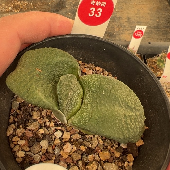 卧牛一棵仙人球3687