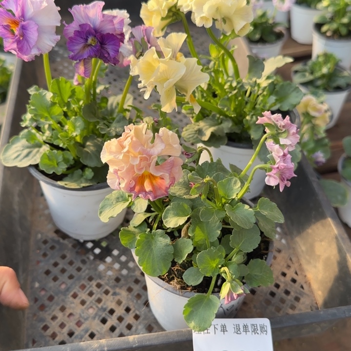 无花朵L288三棵角堇小苗一物一拍苗晃