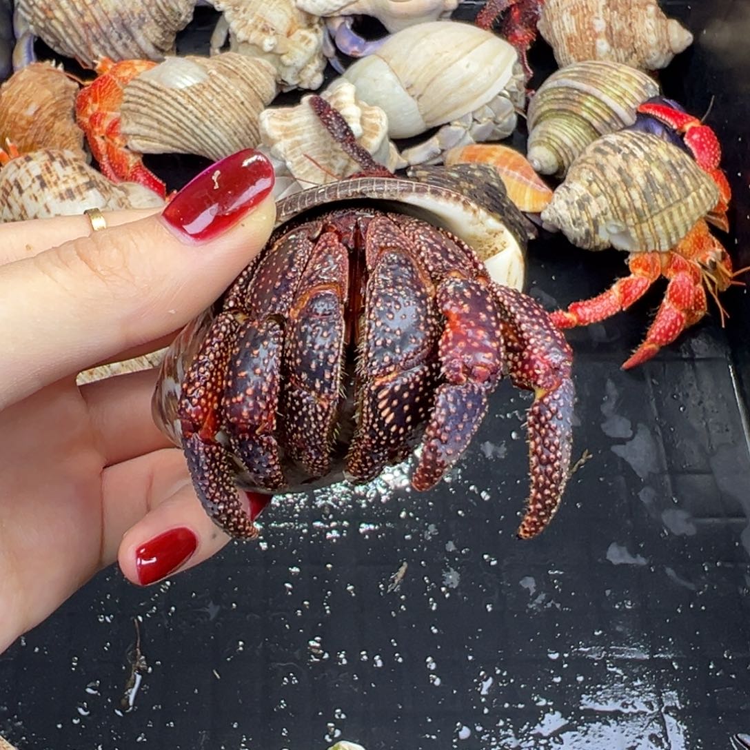 黑莓大黑武士4.1口