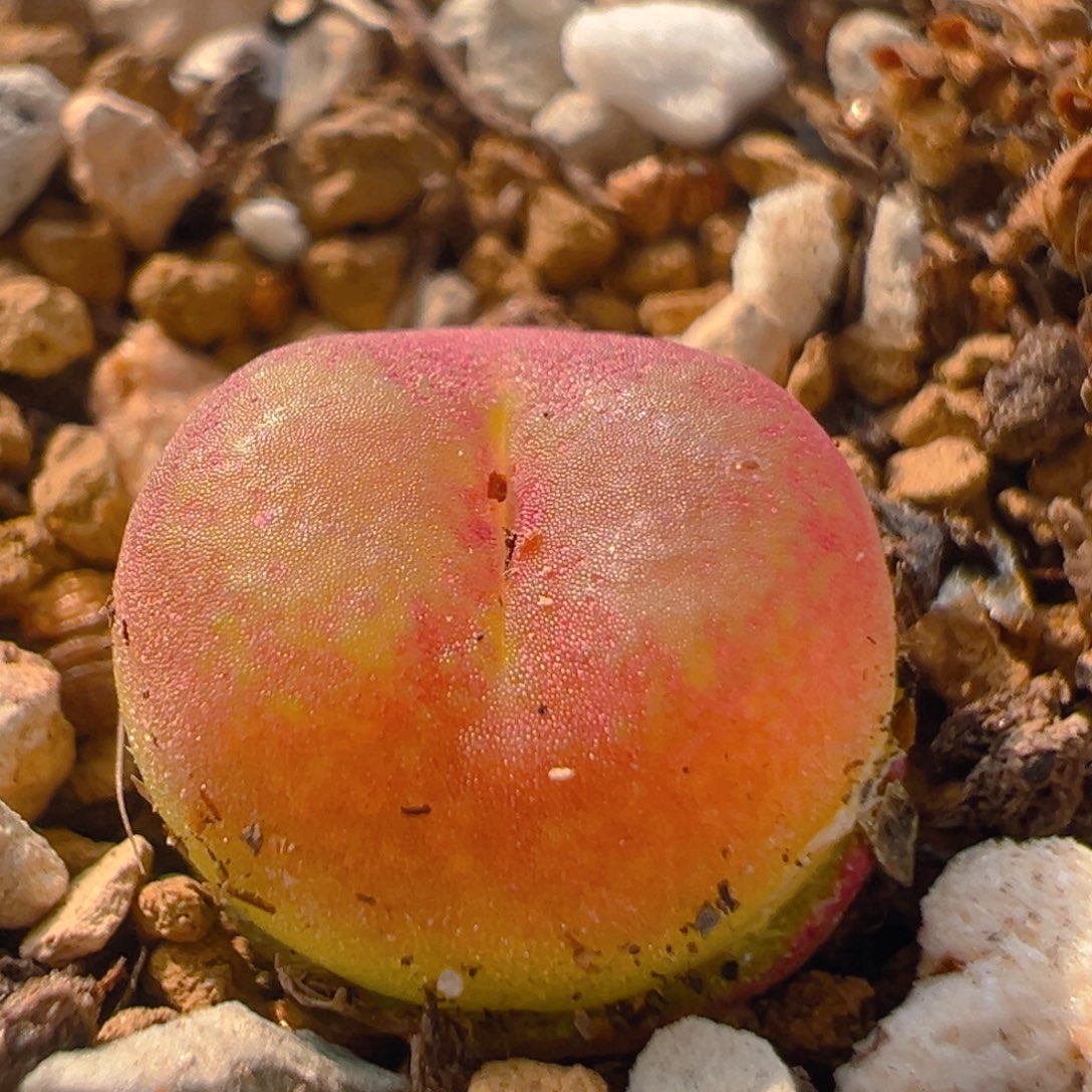 78多肉植物百科吕红